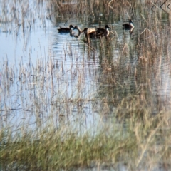 Anas gracilis at Henty, NSW - 12 Feb 2023 09:12 AM