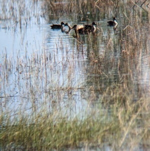 Anas gracilis at Henty, NSW - 12 Feb 2023 09:12 AM