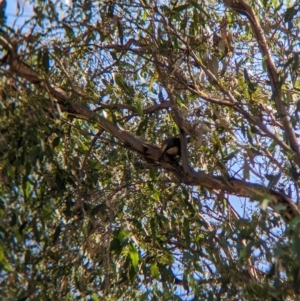 Pomatostomus temporalis temporalis at Henty, NSW - 12 Feb 2023