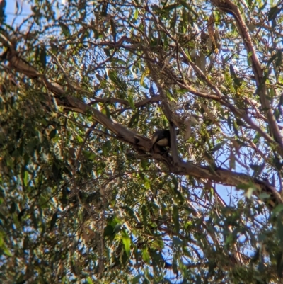 Pomatostomus temporalis (Grey-crowned Babbler) at Doodle Comer Swamp Nature Reserve - 11 Feb 2023 by Darcy