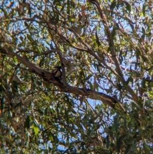 Pomatostomus temporalis temporalis at Henty, NSW - 12 Feb 2023