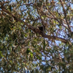 Pomatostomus temporalis temporalis at Henty, NSW - 12 Feb 2023 09:30 AM