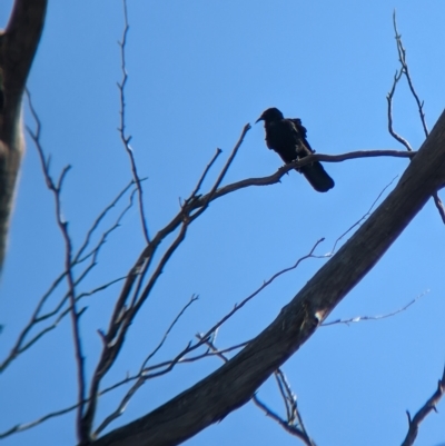 Corcorax melanorhamphos (White-winged Chough) at Henty, NSW - 11 Feb 2023 by Darcy