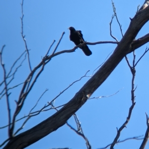 Corcorax melanorhamphos at Henty, NSW - 12 Feb 2023 09:34 AM