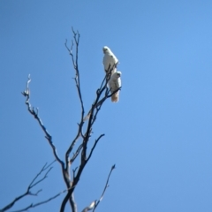 Cacatua sanguinea (Little Corella) at Doodle Comer Swamp Nature Reserve - 12 Feb 2023 by Darcy