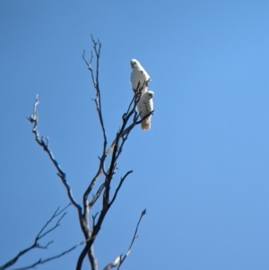 Cacatua sanguinea at Henty, NSW - 12 Feb 2023 09:34 AM