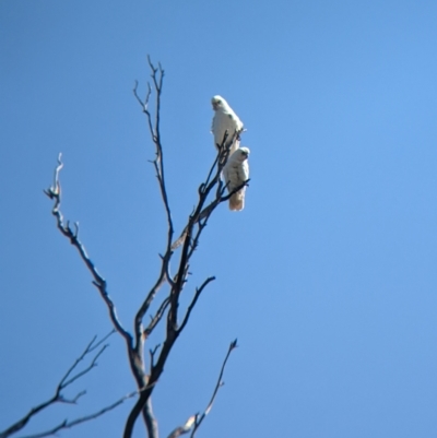 Cacatua sanguinea (Little Corella) at Doodle Comer Swamp Nature Reserve - 12 Feb 2023 by Darcy
