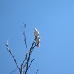 Cacatua sanguinea at Henty, NSW - 12 Feb 2023