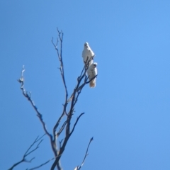 Cacatua sanguinea at Henty, NSW - 12 Feb 2023 09:34 AM