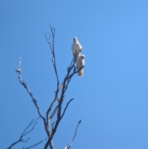 Cacatua sanguinea at Henty, NSW - 12 Feb 2023 09:34 AM