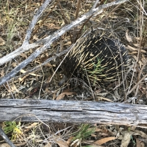 Tachyglossus aculeatus at O'Connor, ACT - 10 Feb 2023 05:35 PM