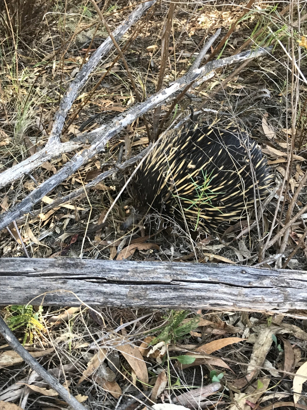 Tachyglossus aculeatus at O'Connor, ACT - 10 Feb 2023