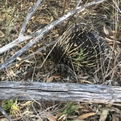 Tachyglossus aculeatus (Short-beaked Echidna) at O'Connor, ACT - 10 Feb 2023 by Boshier