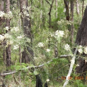 Acacia linifolia at Oakdale, NSW - suppressed