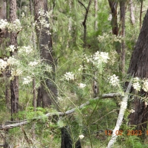 Acacia linifolia at Oakdale, NSW - 12 Feb 2023