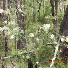 Acacia linifolia (White Wattle) at Oakdale, NSW - 12 Feb 2023 by bufferzone