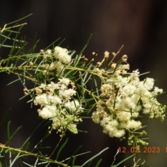 Acacia linifolia at Oakdale, NSW - suppressed