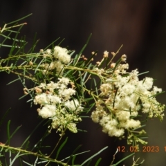 Acacia linifolia at Oakdale, NSW - 12 Feb 2023
