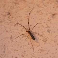 Tetragnatha demissa (Crouching Long-jawed Spider) at Kingston, ACT - 12 Feb 2023 by Lindell