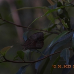 Heteronympha merope (Common Brown Butterfly) at Oakdale, NSW - 12 Feb 2023 by bufferzone