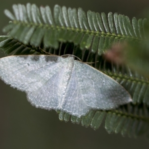 Poecilasthena thalassias at Hawker, ACT - 3 Feb 2023