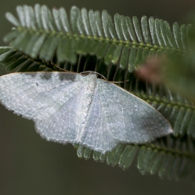 Poecilasthena thalassias (Sea-blue Delicate) at Hawker, ACT - 3 Feb 2023 by AlisonMilton