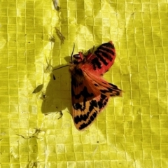 Ardices curvata (Crimson Tiger Moth) at Molonglo Valley, ACT - 11 Feb 2023 by KMcCue