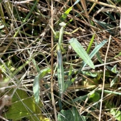 Unidentified Praying mantis (Mantodea) at Molonglo Valley, ACT - 11 Feb 2023 by KMcCue