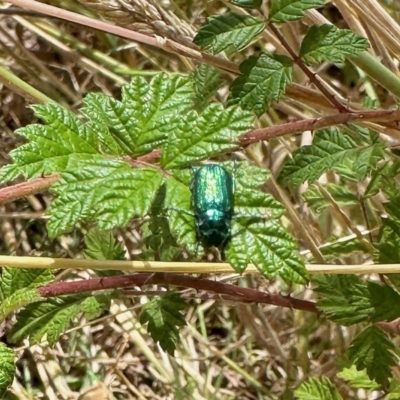 Diphucephala sp. (genus) (Green Scarab Beetle) at Namadgi National Park - 11 Feb 2023 by KMcCue