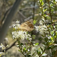 Heteronympha merope (Common Brown Butterfly) at Namadgi National Park - 11 Feb 2023 by KMcCue