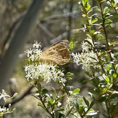 Heteronympha merope (Common Brown Butterfly) at Rendezvous Creek, ACT - 11 Feb 2023 by KMcCue