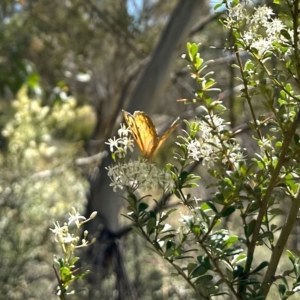 Heteronympha merope at Rendezvous Creek, ACT - 11 Feb 2023 11:19 AM