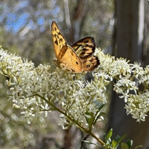 Heteronympha merope at Rendezvous Creek, ACT - 11 Feb 2023 11:19 AM