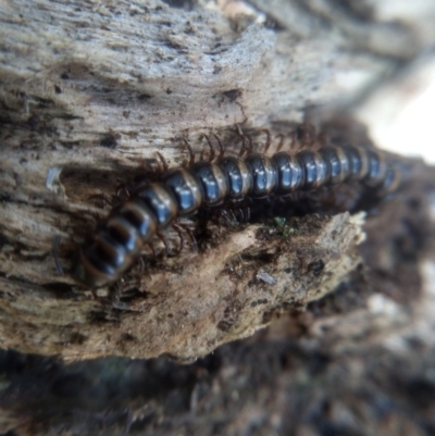 Paradoxosomatidae sp. (family) (Millipede) at Cooma North Ridge Reserve - 12 Feb 2023 by mahargiani