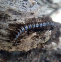 Paradoxosomatidae sp. (family) (Millipede) at Cooma, NSW - 12 Feb 2023 by mahargiani