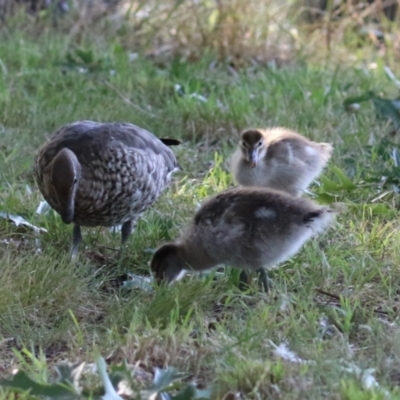 Chenonetta jubata (Australian Wood Duck) at Barton, ACT - 11 Feb 2023 by RodDeb