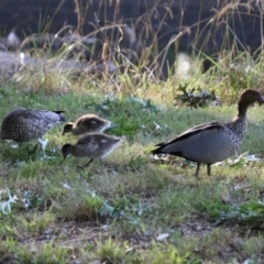 Chenonetta jubata at Barton, ACT - 12 Feb 2023 07:57 AM