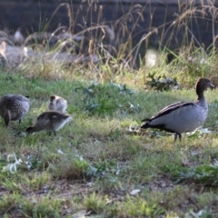 Chenonetta jubata at Barton, ACT - 12 Feb 2023 07:57 AM