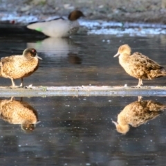 Anas castanea (Chestnut Teal) at Barton, ACT - 12 Feb 2023 by RodDeb