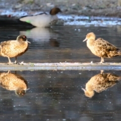 Anas castanea (Chestnut Teal) at Lake Burley Griffin Central/East - 11 Feb 2023 by RodDeb