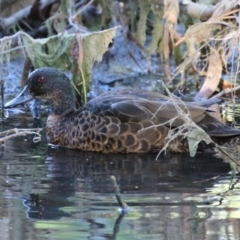 Anas castanea at Barton, ACT - 12 Feb 2023 08:05 AM