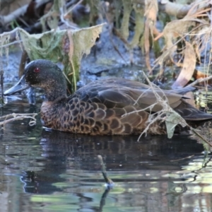 Anas castanea at Barton, ACT - 12 Feb 2023 08:05 AM