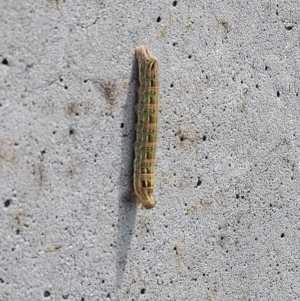 Hippotion scrofa at Cotter River, ACT - 12 Feb 2023 02:03 PM