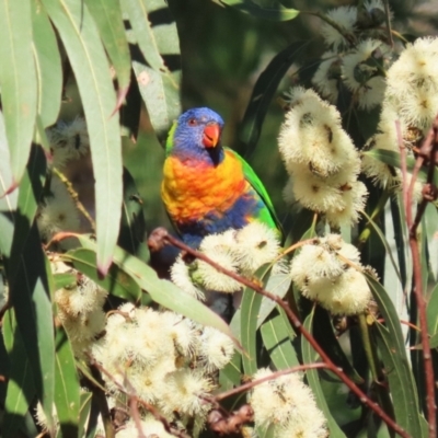 Trichoglossus moluccanus (Rainbow Lorikeet) at Barton, ACT - 11 Feb 2023 by RodDeb