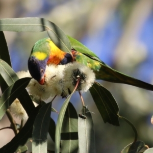 Trichoglossus moluccanus at Barton, ACT - 12 Feb 2023