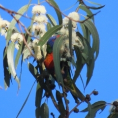 Trichoglossus moluccanus at Barton, ACT - 12 Feb 2023 08:08 AM