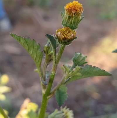 Bidens pilosa (Cobbler's Pegs, Farmer's Friend) at Fadden, ACT - 12 Feb 2023 by KumikoCallaway