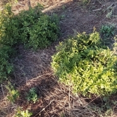 Bidens pilosa at Fadden, ACT - 12 Feb 2023