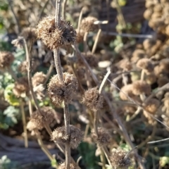 Marrubium vulgare (Horehound) at Fadden, ACT - 12 Feb 2023 by KumikoCallaway