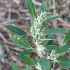 Chenopodium album (Fat Hen) at Wanniassa Hill - 11 Feb 2023 by KumikoCallaway